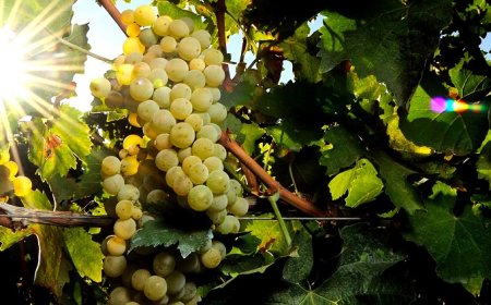 Nasce il Premio per la migliore Falanghina del Sannio