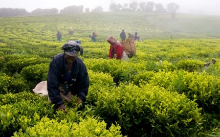 L'IFAD lancia il fondo Agri Business Capital per i paesi in via di sviluppo