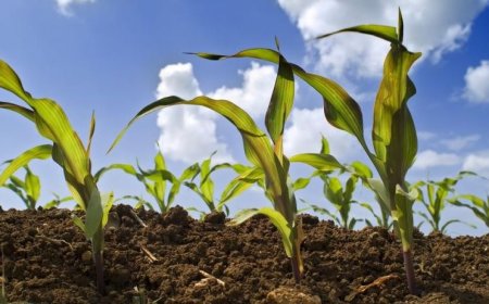 Nasce Agricoltura è Vita: porterà sostegno e consulenza agli agricoltori dell'area mediterranea