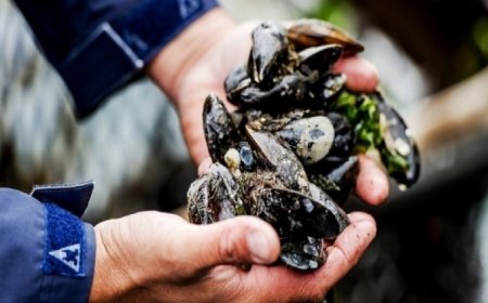 Nel 2018 una allerta alimentare al giorno per cibi pericolosi