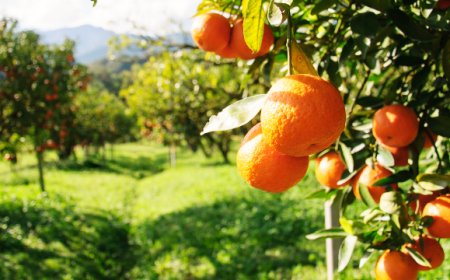 Approvato schema di decreto per Fondo Nazionale Agrumicolo