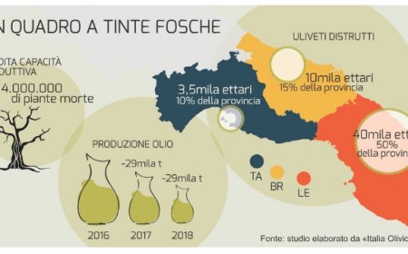 Xylella: il Consorzio Italia Olivicola fa la stima dei danni