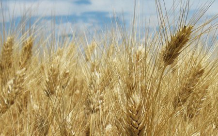 Contrazione delle coltivazioni a frumento duro, aumentano quelle di frumento biologico