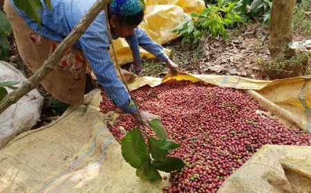 Con CSC nell’India del caffè, un Paese a due velocità