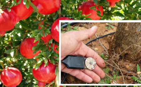 Masseria Fruttirossi: l'innovazione entra in campo con i kit "water intelligence"