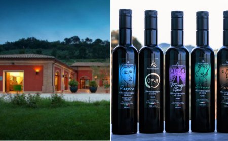 Nelle Marche il miglior frantoio e il miglior olio fruttato intenso