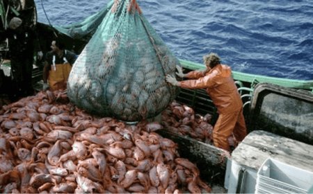 Pesca: rinnovato il CCNL per 20.000 addetti imbarcati