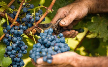 Aumentano i vignaioli under 25