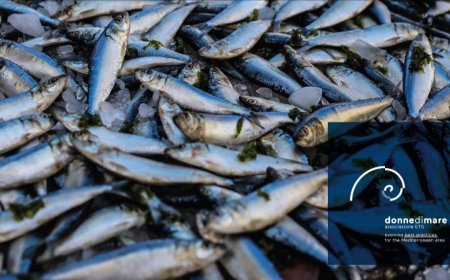 A Palermo il Fish Food di strada col pescato sotto taglia