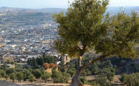 Il mondo olivicolo internazionale si dà appuntamento in Egitto