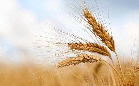 Grano duro: stime in ribasso in tutte le aree produttive