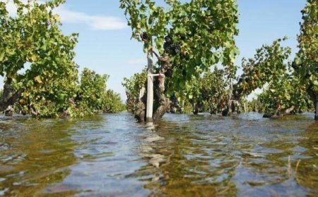 Meteo impazzito: aumentano i prezzi delle verdure
