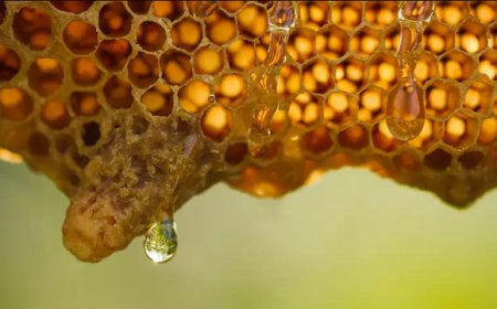 Raccolta di miele quasi azzerata dal maltempo