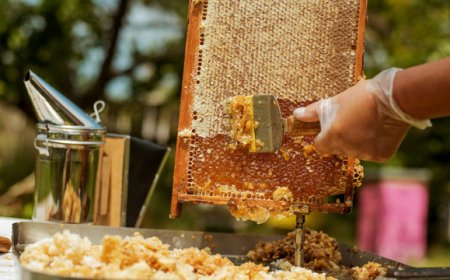 L'Osservatorio Nazionale Miele fa una stima dei danni del maltempo