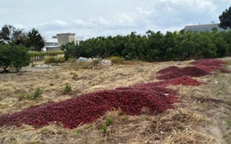 Maltempo: Allenza Cooperative Agroalimentari stima oltre due miliardi di danni per il settore
