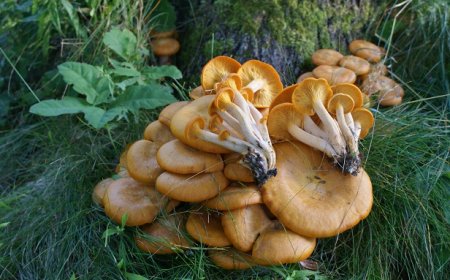 Avvelenamento da funghi: nessun rischio se si interviene entro le prime 6 ore