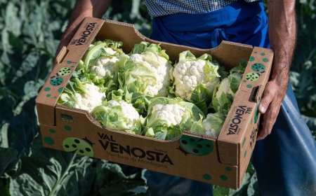 Al via la commercializzazione stagionale del cavolfiore della Val Venosta
