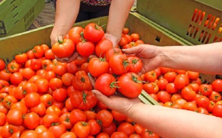Pomodoro da industria: firmato accordo sul prezzo per la campagna trasformazione del Sud Italia