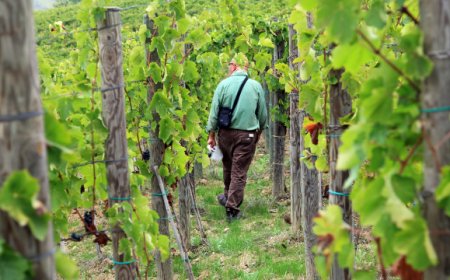 FIVI chiede al ministro Centinaio una dichiarazione unica e telematica