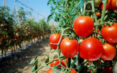 Divieti per aste al doppio ribasso di prodotti alimentari e vendite sottocosto