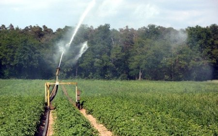 Caldo: danni a frutta e verdura ma nessun rischio siccità