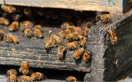 Le api conquistano le città: sempre più alveari urbani