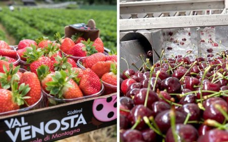 Val Venosta: arrivano le Fragole e le Ciliegie di Montagna