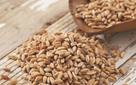 È l'orzo l'unica pianta a crescere in tutto il mondo