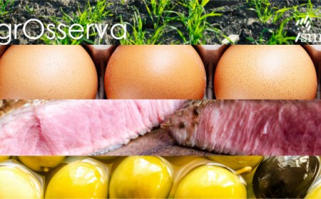 L'agroalimentare italiano nel I trimestre 2019: una fotografia di Ismea