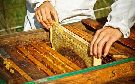 Miele: dalle cooperative la proposta di un'associazione nazionale per la tutela e la promozione