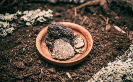 Il Molise si prepara a una "super" raccolta di tartufi