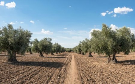 Xylella: per Alleanza Cooperative le risorse vanno a ricerca e riconversione