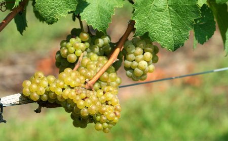 Decifrato il genoma dell'uva Chardonnay