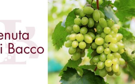 Alla Tenuta di Bacco di Monte di Procida una giornata tra le vigne all'insegna del gusto