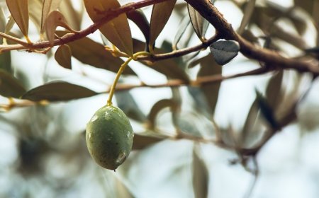 Fratelli Carli: online i nuovi siti ad alta fruibilità