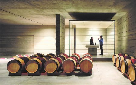 L'annata 2016 di Masseto: una complessità bilanciata