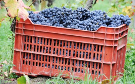 Vendemmia 2019: le stime parlano chiaro. Meno vino in cantina