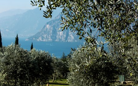 Olio Garda Dop: richiesto lo stato di calamità