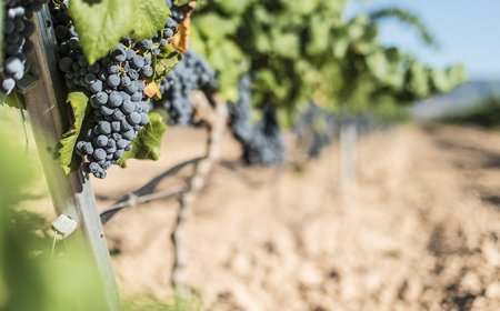 Vino: prima riunione per il club dei CEOS