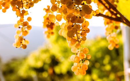 Soave: si raccolgono i premi di un'ottima annata