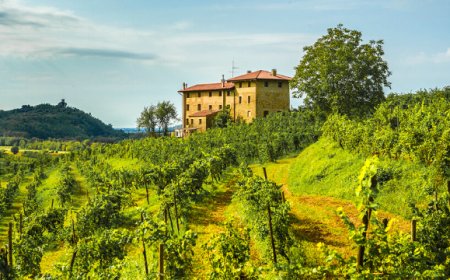 I Clivi presenta Galea e Brazan: due interpretazioni del Friulano