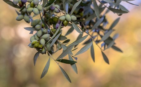 Sansa: quantità in aumento ma è rischio crisi per le aziende