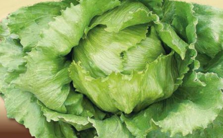 L'iceberg è l'insalata in busta preferita dagli italiani