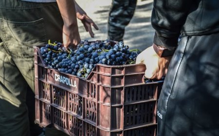 Progetto ANSENUM: studenti in vigna per valorizzare l’Uva di Sabato