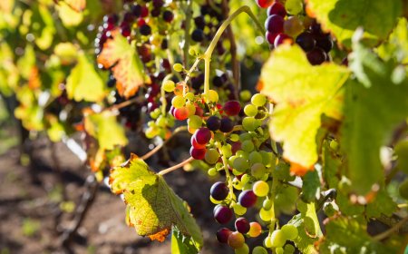 La ministra Bellanova vara una cabina di regia per il vino