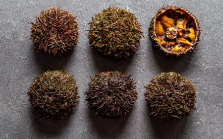 Stop ai ricci di mare: la scelta di Francesco Deriu del ristorante Alamo