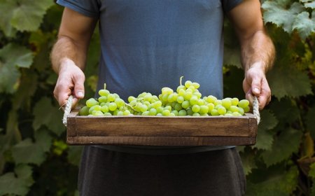 Il Manifesto dei Giovani del Vino Italiano: coesione per vincere le sfide del futuro
