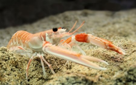 Ricercatori rilevano microplastiche in scampi e gamberi viola