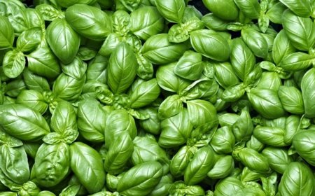 Il basilico cresciuto sott’acqua è più verde e più aromatico