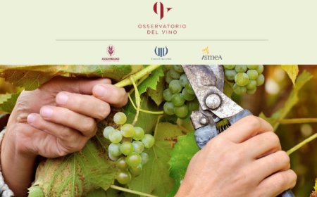 Vendemmia 2019: qualità eccellente per clima e scelte tecniche